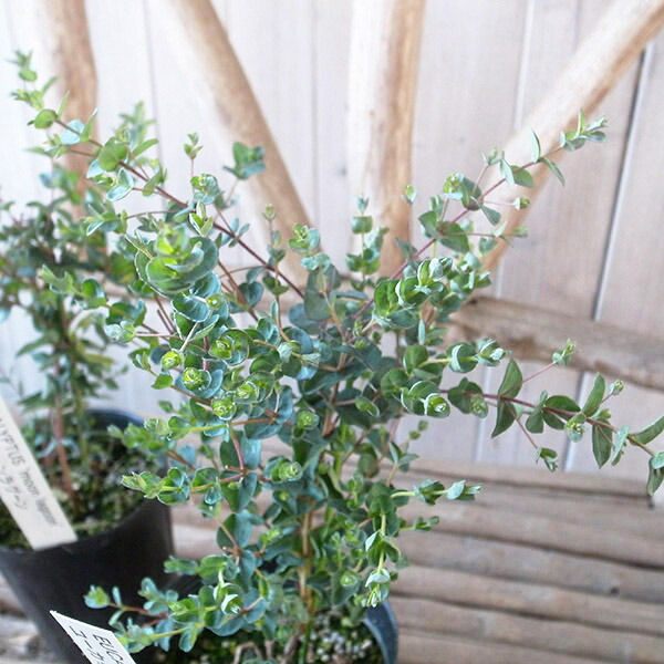 楽天市場】アカシア ブルーブッシュ 大苗 シルバーブルーの葉色が魅力