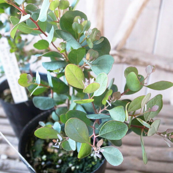 楽天市場】アカシア ポートリンカーンワトル 大苗 シルバーグレイの細