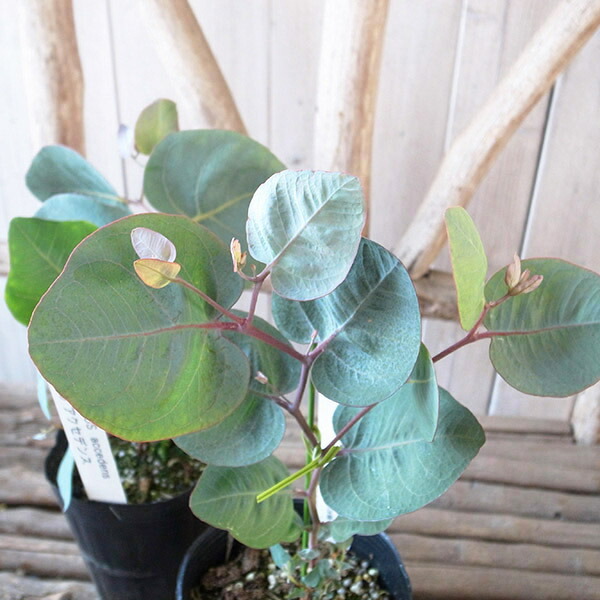 楽天市場】プラティセリウム エレファントティス 3号サイズ コウモリ