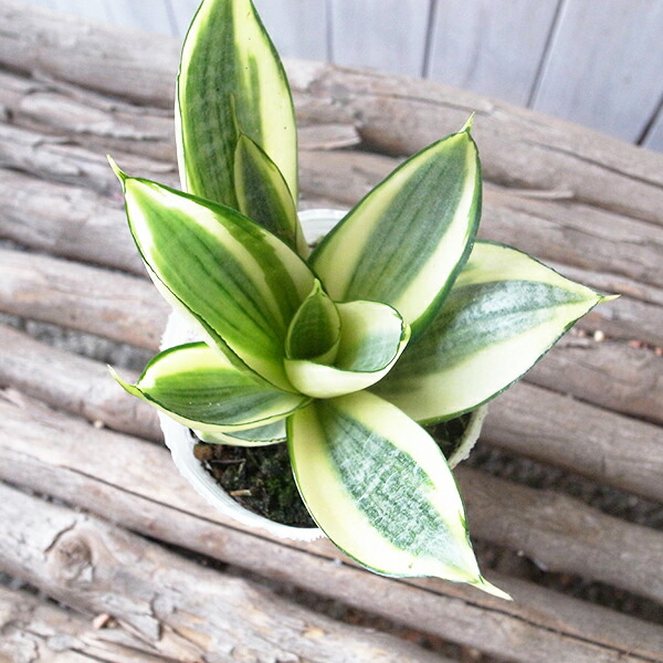 サンスベリア バイビット レア ドライガーデン インテリアグリーン