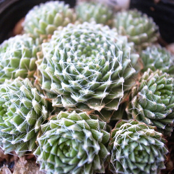 楽天市場】センペルビウム パーディーズ60-1 3号サイズ 苗 高山性の