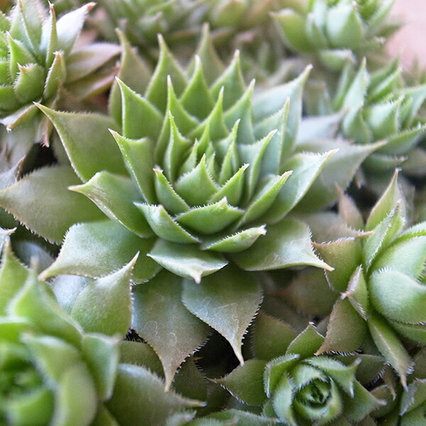 楽天市場】センペルビウム レオカディアズネフュー 2.5号苗 高山性多肉