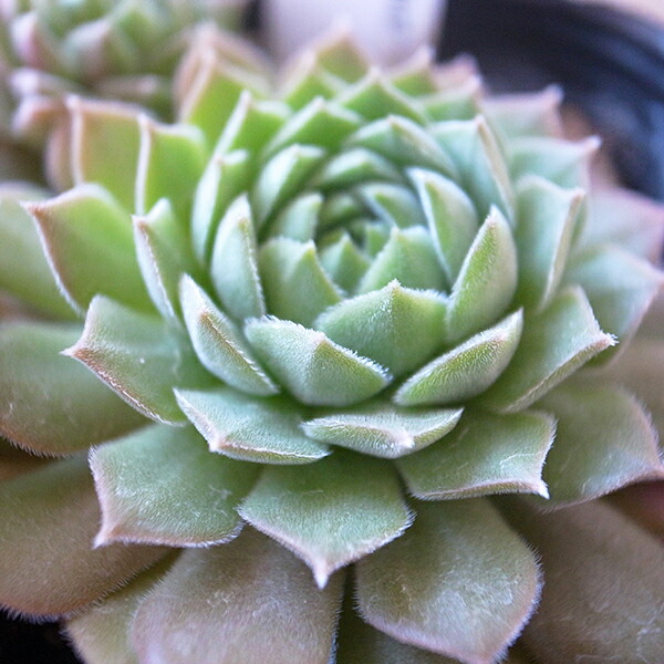 楽天市場】センペルビウム キャンディフロス 3号サイズ サボテン 苗