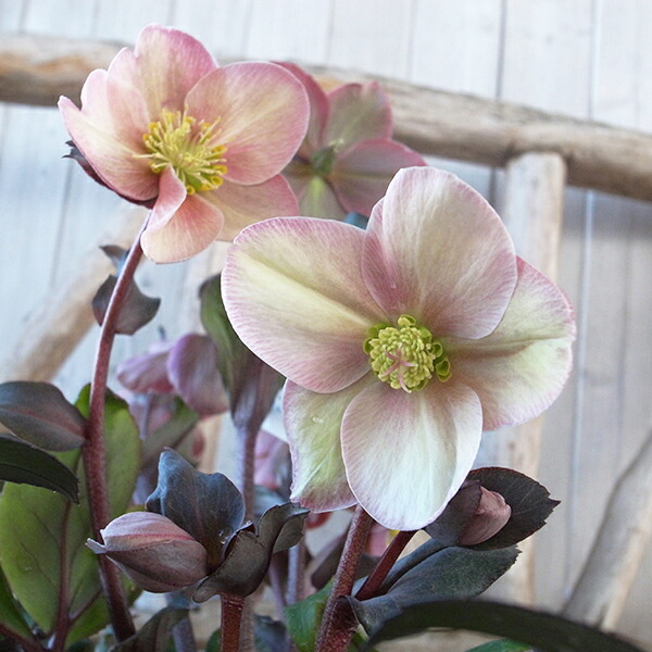 楽天市場】珍しい クリスマスローズ原種 リグリクス苗/販売/通販/種類