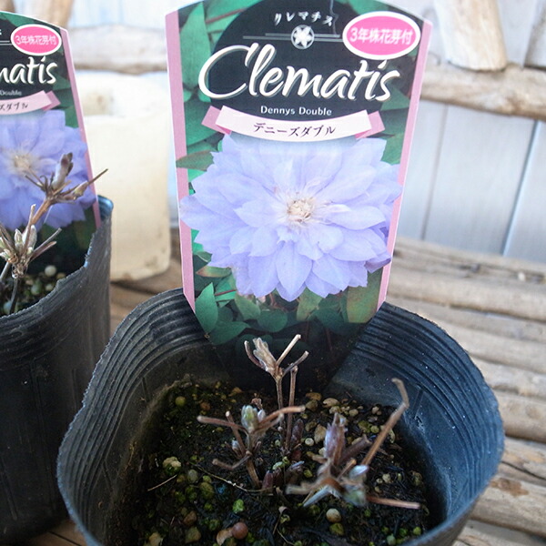 楽天市場】クレマチス レディーインレッド 3.5号サイズ 苗 耐寒性つる