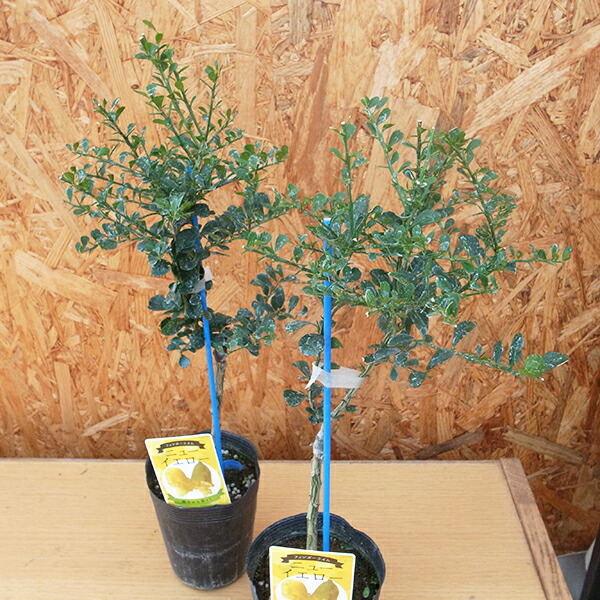 楽天市場】フィンガーライム グリーンジャイアント 3.5号ロング