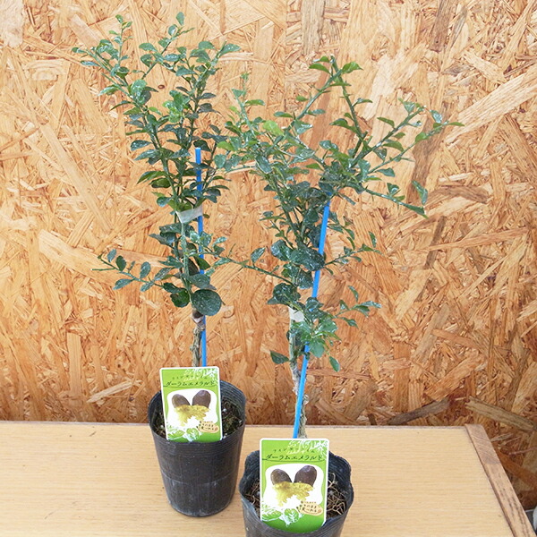 楽天市場】実付 シークワーサー 7号鉢 沖縄の健康ミカンとして
