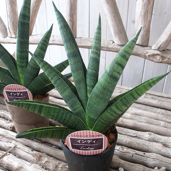 特大　大株　希少　サンスベリア　キルキー　8号 サンセベリア：キルキープルケア 8号鉢植え の通販 | 園芸ネット