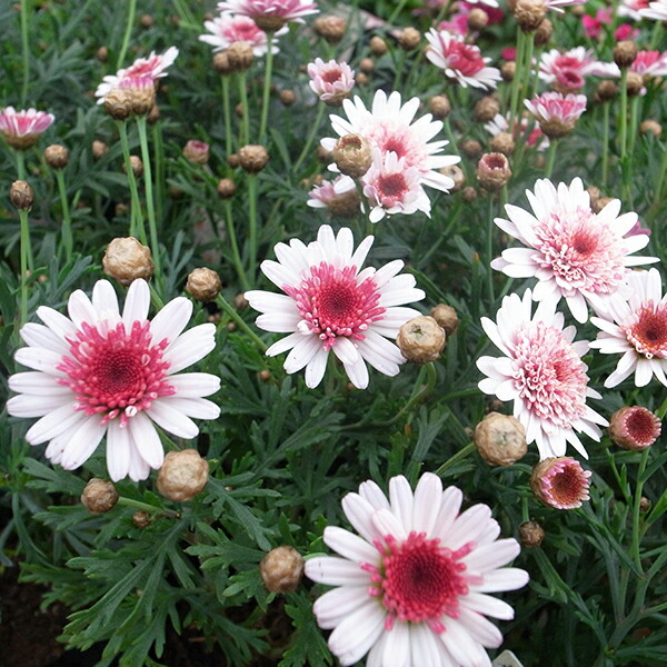 楽天市場】マーガレット ムーンライト 3号 花芽付 ポット苗 宿根草 色