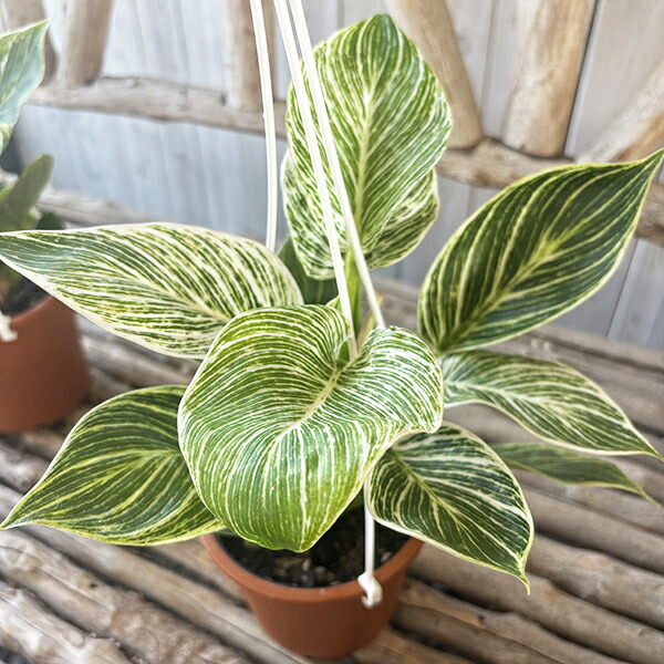 【幹太め♥新芽かなり動いてます】エバーフレッシュ ネムノキ 大型 幹太め♥新芽かなり動いてます】エバーフレッシュ ネムノキ 大型