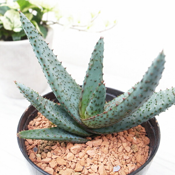 楽天市場】多肉植物 caアロエ ピランシー 多肉植物 4号鉢 アロエ