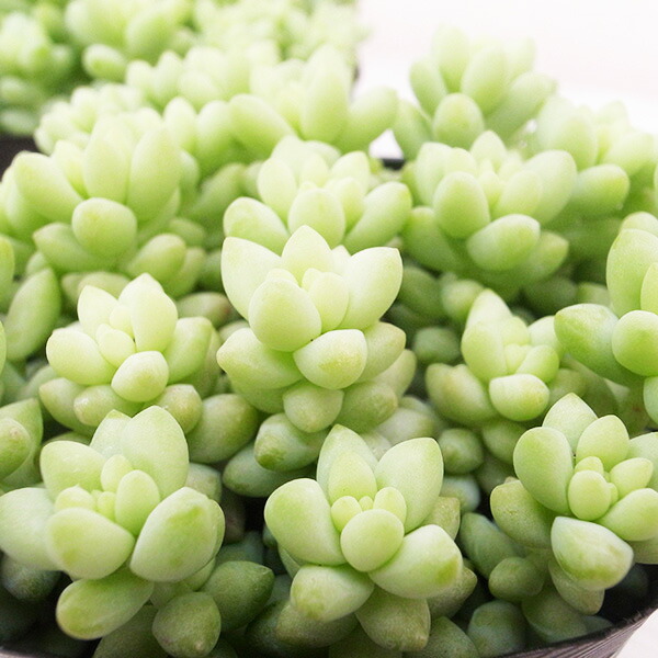 33#多肉植物アエオニウム錦❤️ シャネル❤️7頭 18cm拨き苗 楽天市場】レア品種 アエオニウム シャネル錦 3号サイズ POT苗