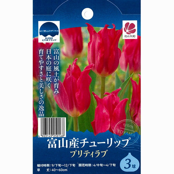 楽天市場】【日々草】フリンジ咲日々草チュチュシリーズリップピンク