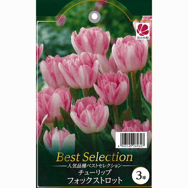 チューリップ50万円です。 楽天市場】人気チューリップ グリーンランド 3球セット ベスト
