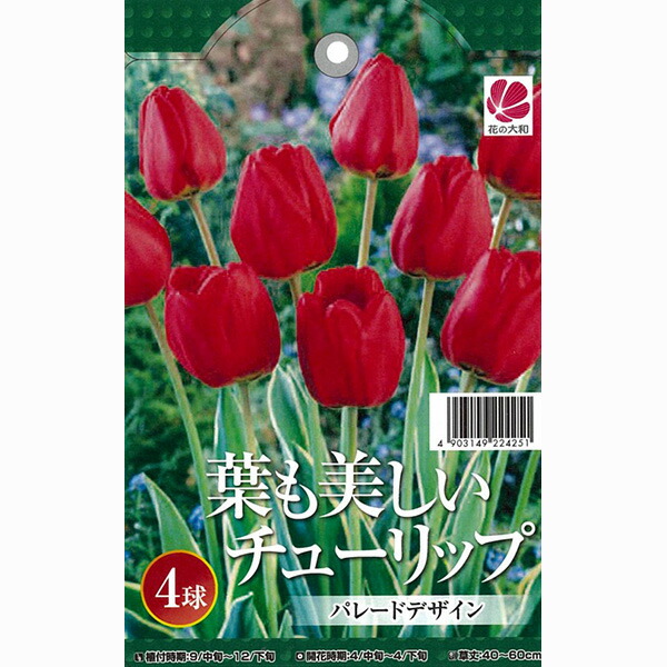 楽天市場】【チューリップ属】芽出しチューリップおまかせ3株