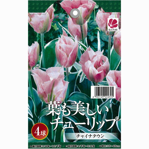 楽天市場】【10月上旬発送】葉も美しいチューリップ フォックス