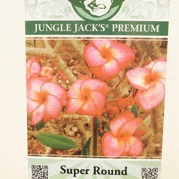 楽天市場】プレミアム プルメリアカリフォルニアサンセット 4号鉢