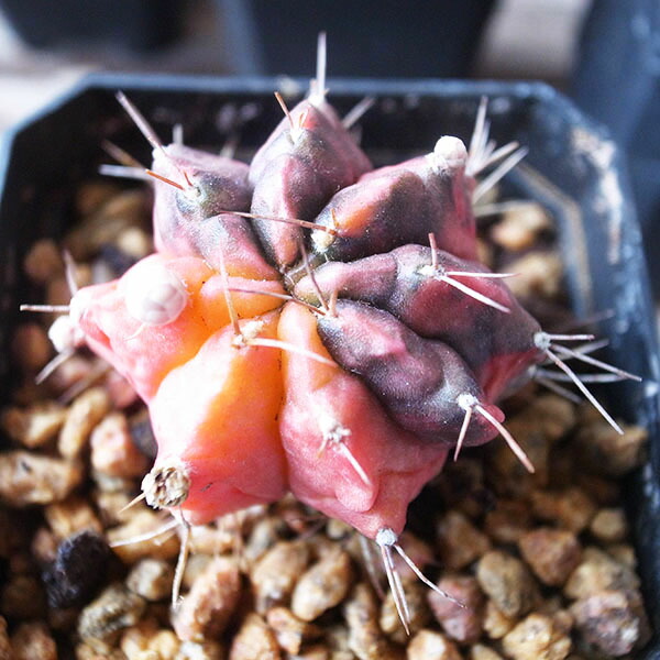 アガベ　ポタトラム　\"王妃雷神錦\" 親株１＋子株１３ アガベ ポタトラム 