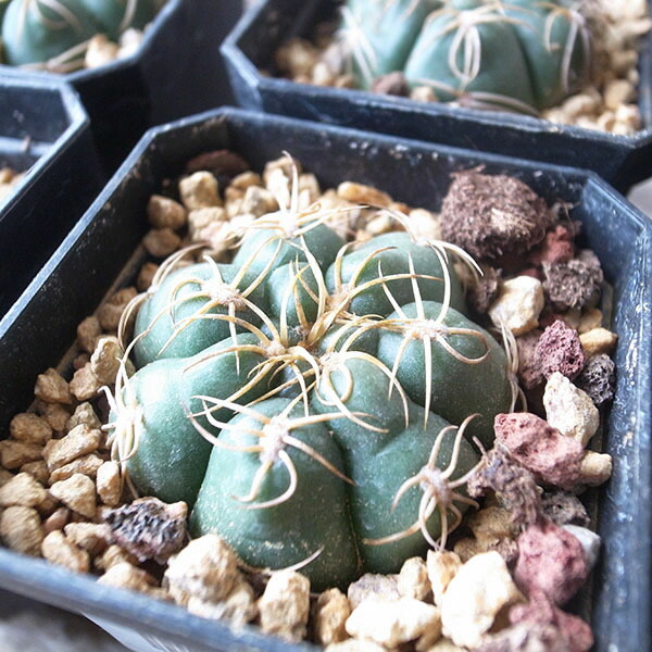 楽天市場】ギムノカリキウム ミハノビッチ錦 2.5号サイズ 鉢植え 赤や