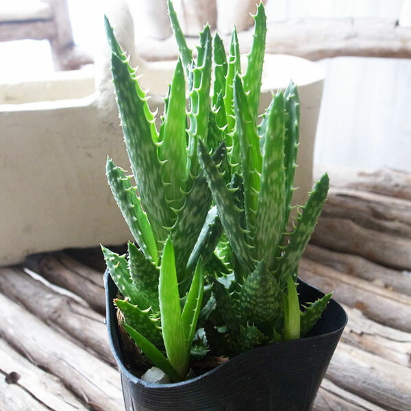 [カット苗】アロエ ハイブリッド / aloe hyb ③ アロエ ハイブリッド【Aloe hybrid】010 – linkplants -リンク
