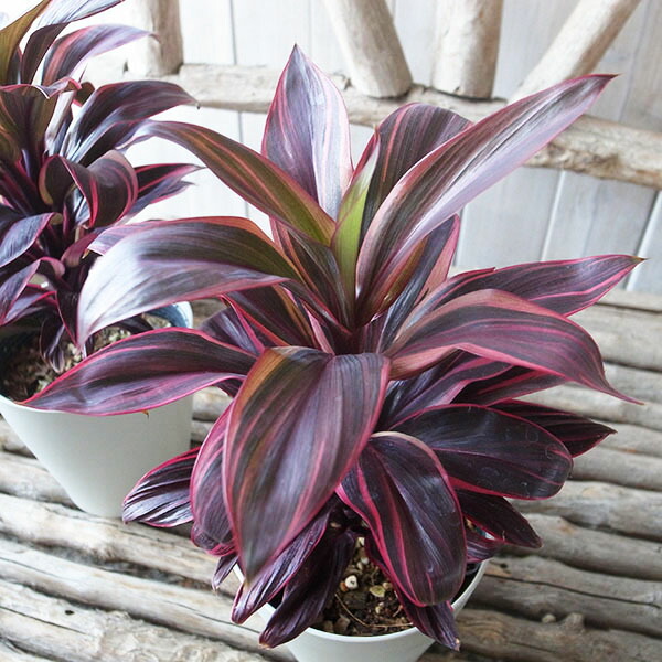 ビ*ー様 アガベ オバティフォリアC アガベ オバティフォリア オルカ 子株 | Heartplants