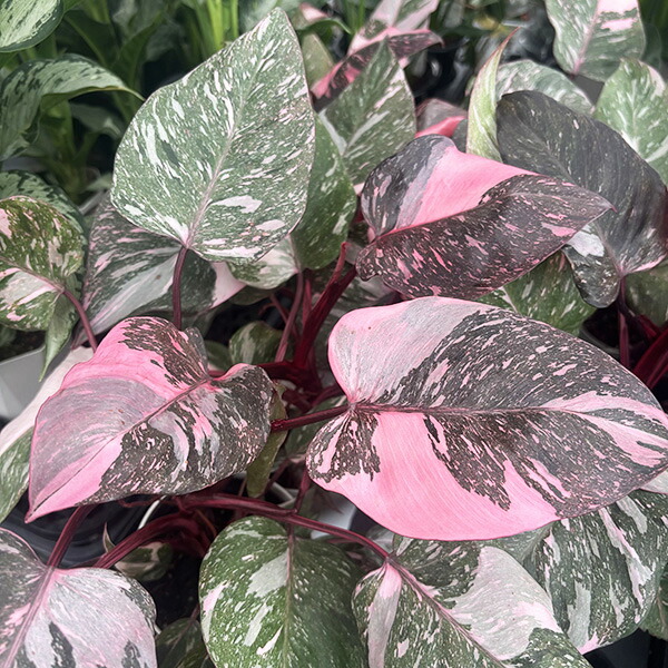 楽天市場】希少な フィロデンドロン ピンクプリンセス 4号ポット