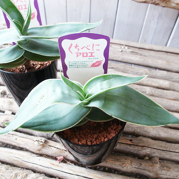 楽天市場】【セール品】キサントソーマ ミッキーマウスタロ タロ