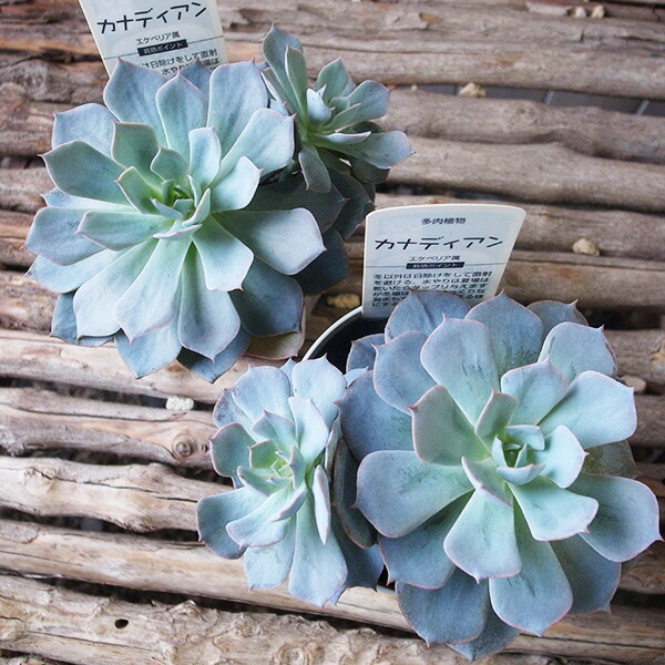 楽天市場】エケベリア 七福神 多肉植物 タニクショクブツ 草幅9cm