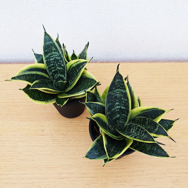 サンスベリア ゴールデンハニー 2.5号ポット 24個 まとめ 鉢ごと 観葉植物の販売・ギフトならフラワーコーポレーション / 観葉