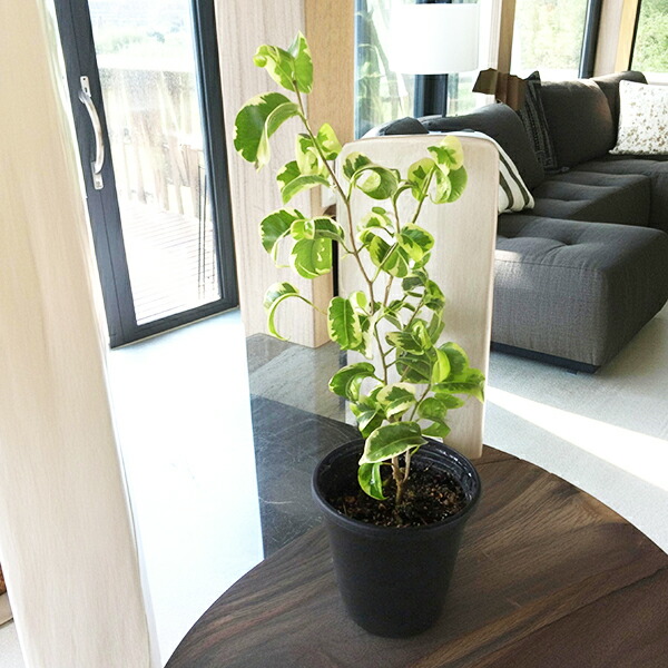 楽天市場】ネムノキ エバーフレッシュ 幹太 4号サイズ 鉢植え 観葉植物