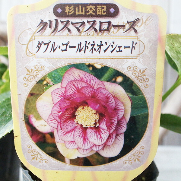 クリスマスローズ　苗 楽天市場】クリスマスローズ リバーシブル・パステル系 3.5号サイズ 苗