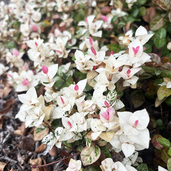 楽天市場】ハツユキカズラ（初雪葛）1鉢 3号 ポット苗 初雪カズラ