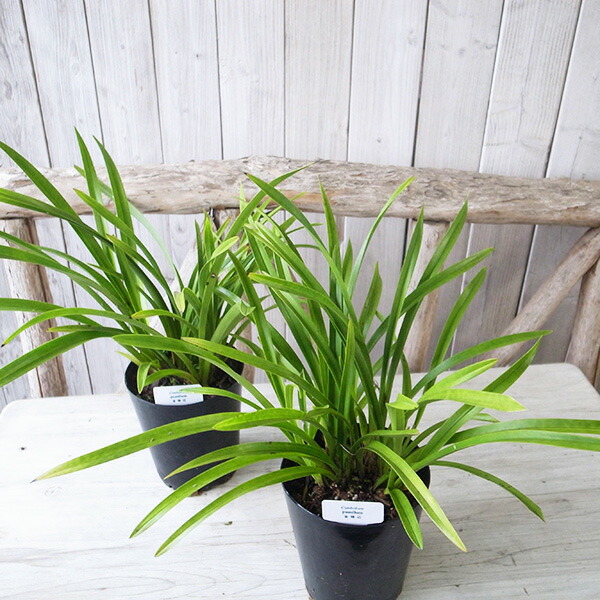 楽天市場】【2月下旬の発送予定】キンリョウヘン 金稜辺 5芽以上 花芽