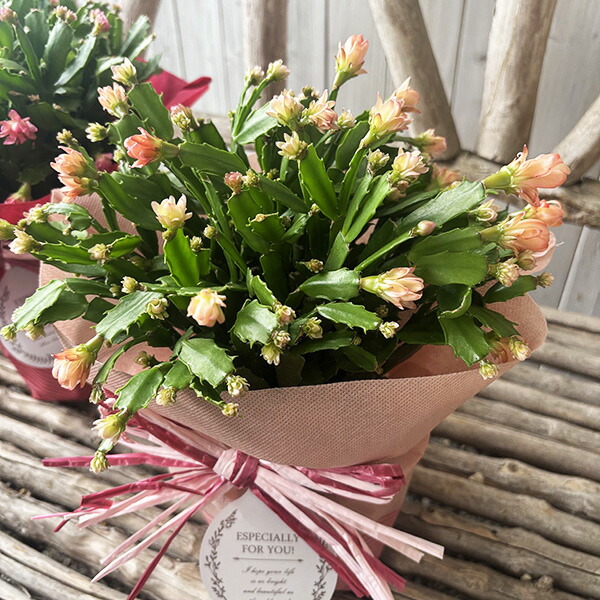 多肉植物 デンマークカクタス のいちご&イエローダイヤモンド 根付き