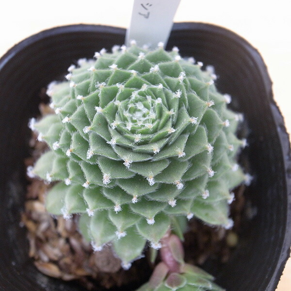 センペルビウム　バロネッセ 楽天市場】センペルビウム バロネッセ 3号サイズ 多肉植物 苗 常緑