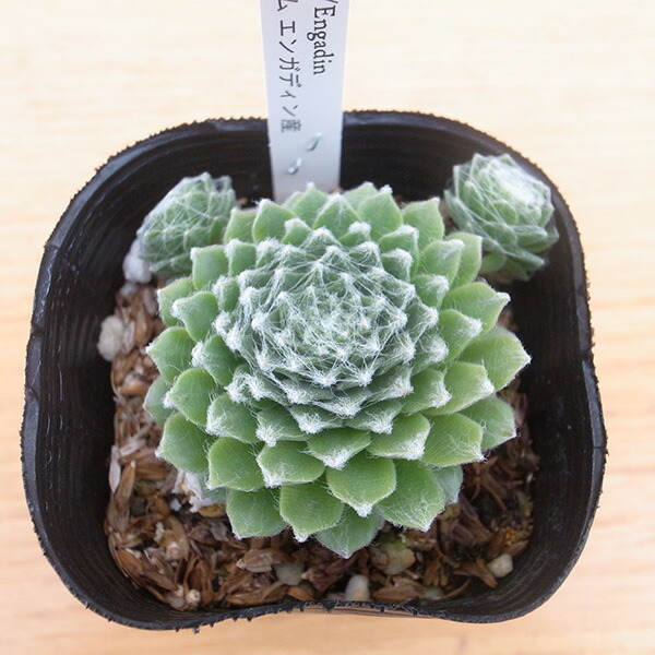 楽天市場】紅葉センペルビウム アラジン 3号 多肉植物 タニクショク