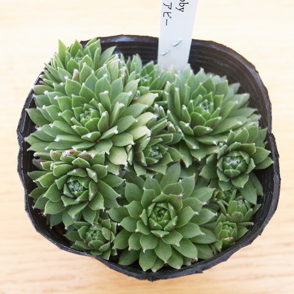 楽天市場】紅葉センペルビウム アラジン 3号 多肉植物 タニクショク