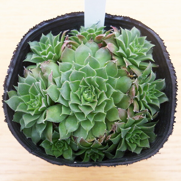 楽天市場】センペルビウム 綾桜 2.5号苗 高山性多肉植物 : 母の日 花