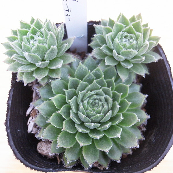 センペルビウム 輸入 Micha (ミカ) センペルビウム 輸入 Micha (ミカ)