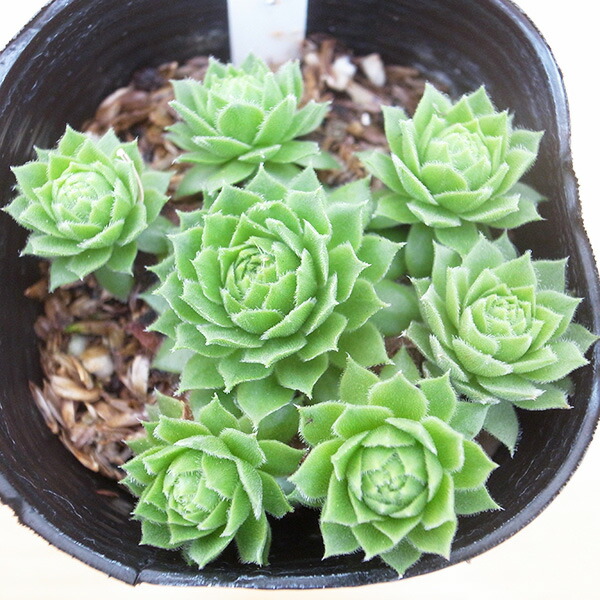 楽天市場】センペルビウム キャンディフロス 3号サイズ サボテン 苗