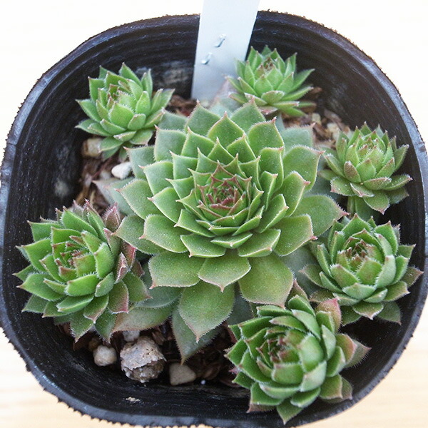 楽天市場】センペルビウムフォークルネッティ 2.5号苗 高山性多肉植物