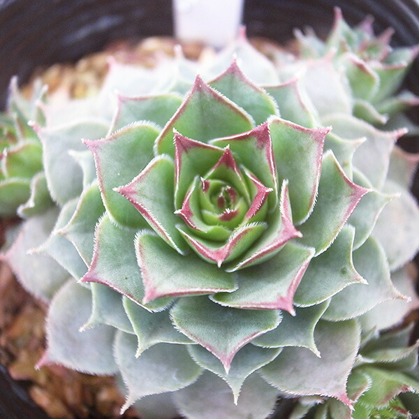 楽天市場】センペルビウム バーンスタイン3号サイズ 苗 高山性多肉