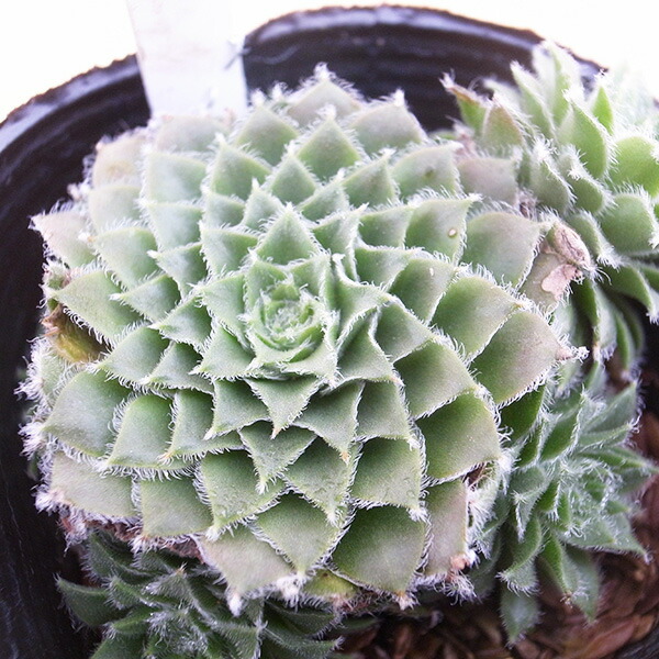 楽天市場】センペルビウム パシフィックナイト 2.5号苗 高山性多肉植物