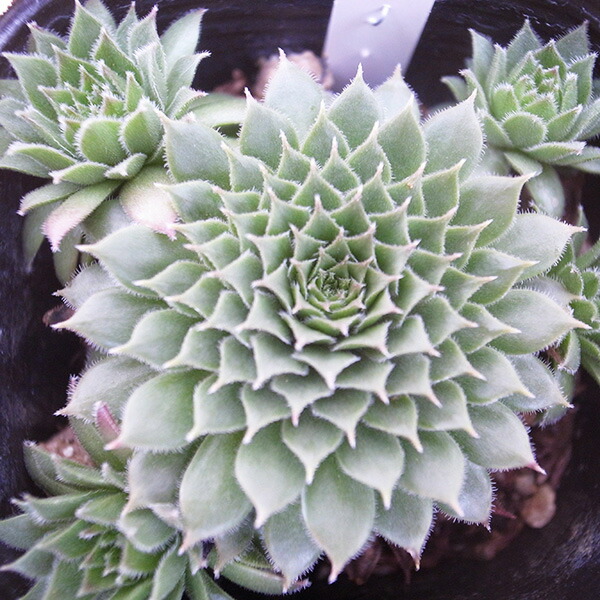 感謝を込めて。センペルビウム15(*´ω`*)J 7046_1.jpg