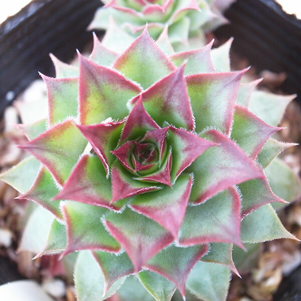 楽天市場】センペルビウム キャンディフロス 3号サイズ サボテン 苗