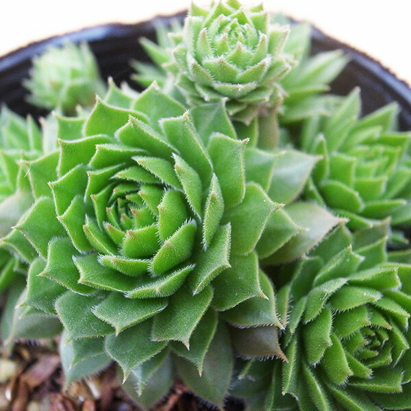 楽天市場】センペルビウム パシフィックナイト 2.5号苗 高山性多肉植物