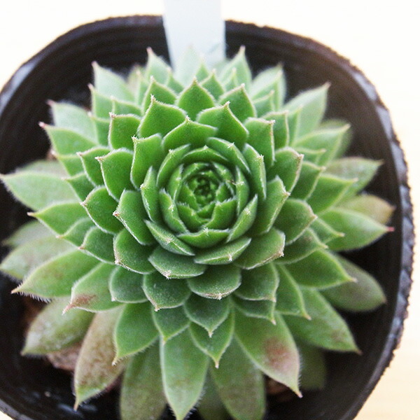 楽天市場】センペルビウム キャンディフロス 3号サイズ サボテン 苗