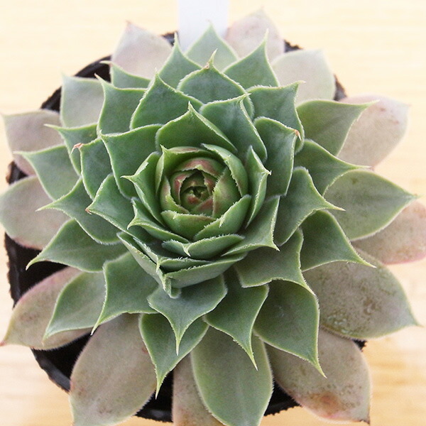 感謝を込めて。センペルビウム15(*´ω`*)J 楽天市場】センペルビウム 綾桜 2.5号苗 高山性多肉植物 : 母の日 花