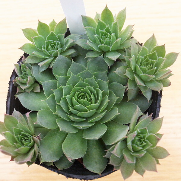 楽天市場】センペルビウム キャンディフロス 3号サイズ サボテン 苗