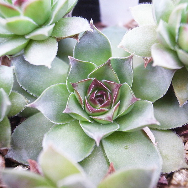 楽天市場】多肉植物 チョコレート錦 2.5号サイズ 苗 タニクショクブツ